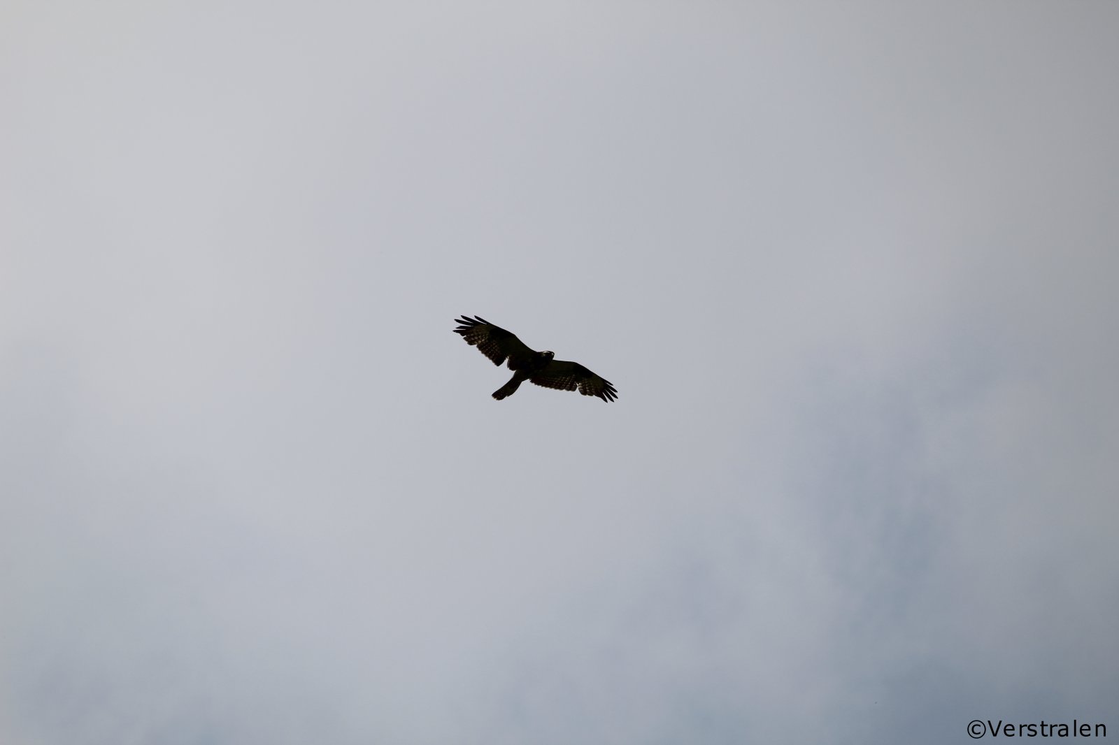 IMG_3022.jpg