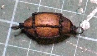 IMGP5338.JPG