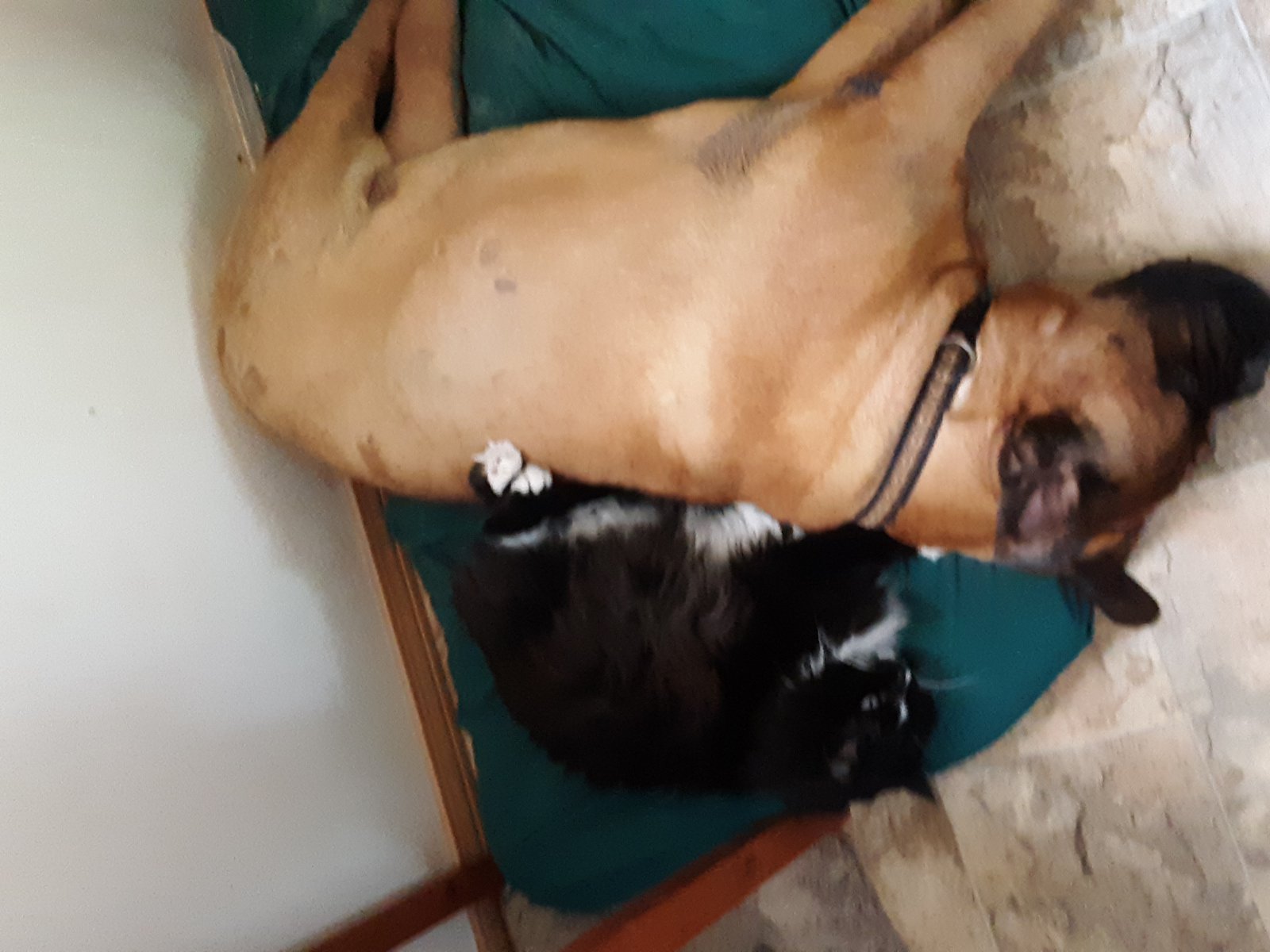 Mooi and Boomer 1.jpg