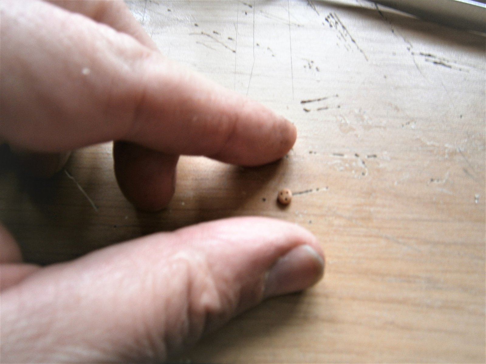P5160002 (2).JPG