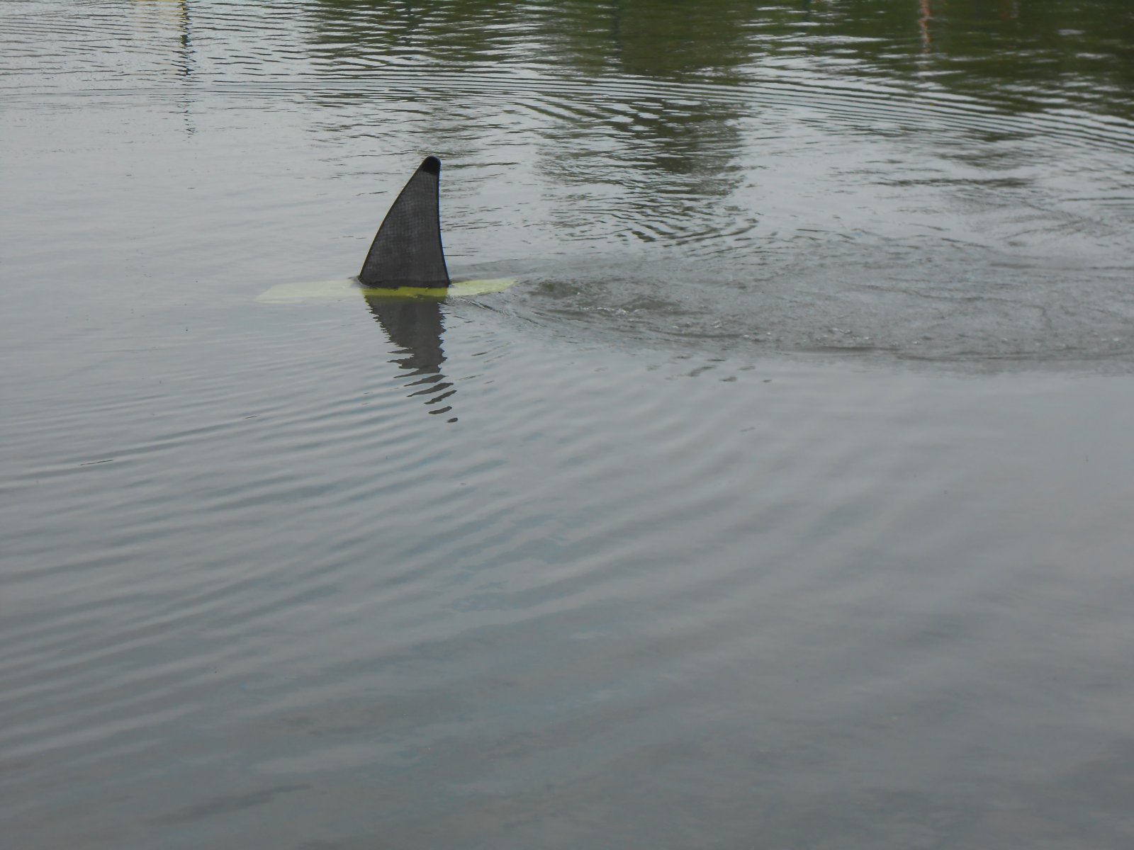 varen nieuwe vijver 1 (41).JPG