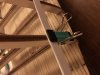 PlankClip.jpeg