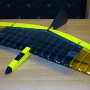 dlg bird