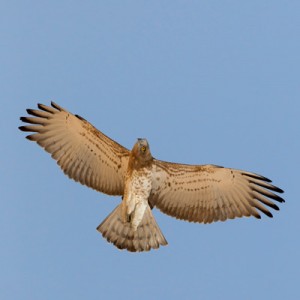 rc bird