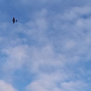 Hawker Sea Fury