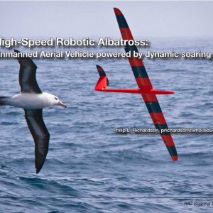 albatros