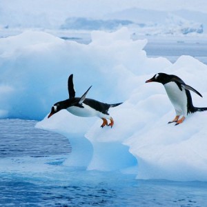 Penguin