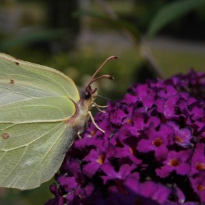 macro foto zelf gemaakt