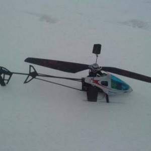 snow bee