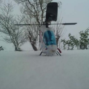 snow bee