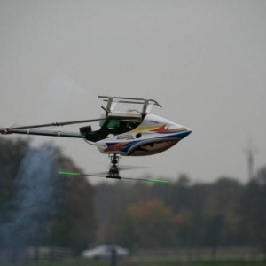 Inverted bij intratuin te Barneveld