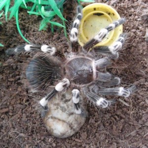 mijn vogelspin