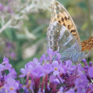 vlinder in frankrijk