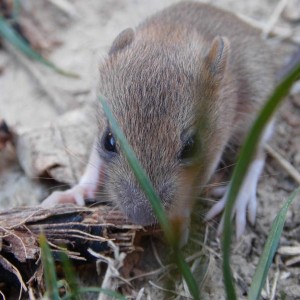 muis in frankrijk