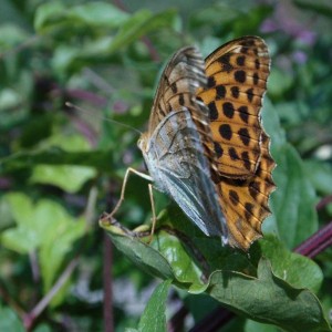 vlinder in Frankrijk