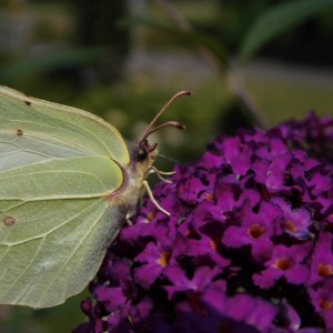 vlinder fotografie