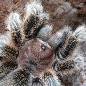 vogelspin close up