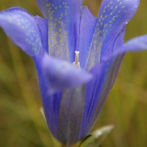 bloem