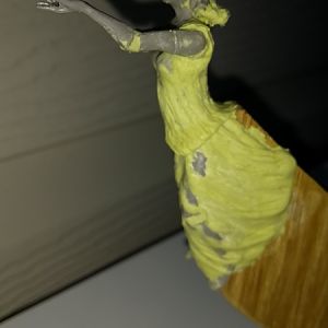 27 (6)
