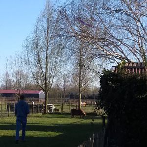Red Eagle in de boom