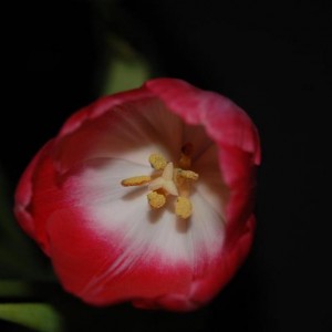 DSC 1354[1]