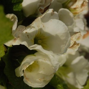 DSC 1743[1]
