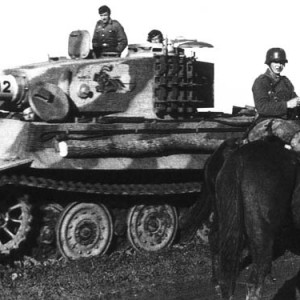tiger31