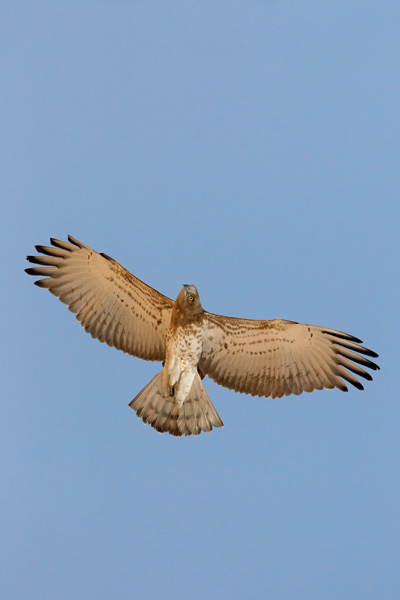 AGAMI Short toed Eagle Egypt Daniele Occhiato 2012010307