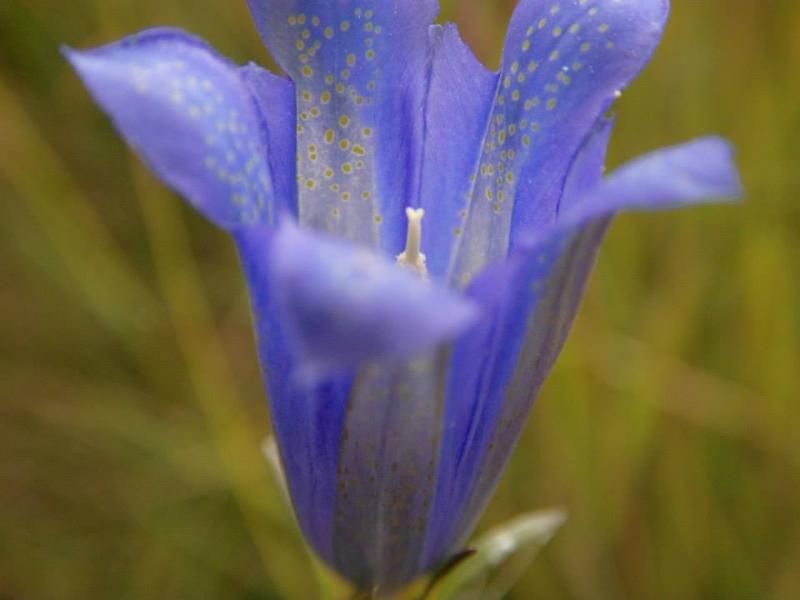 bloem