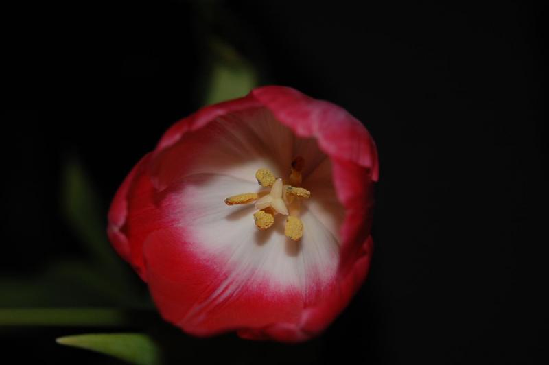 DSC 1354[1]