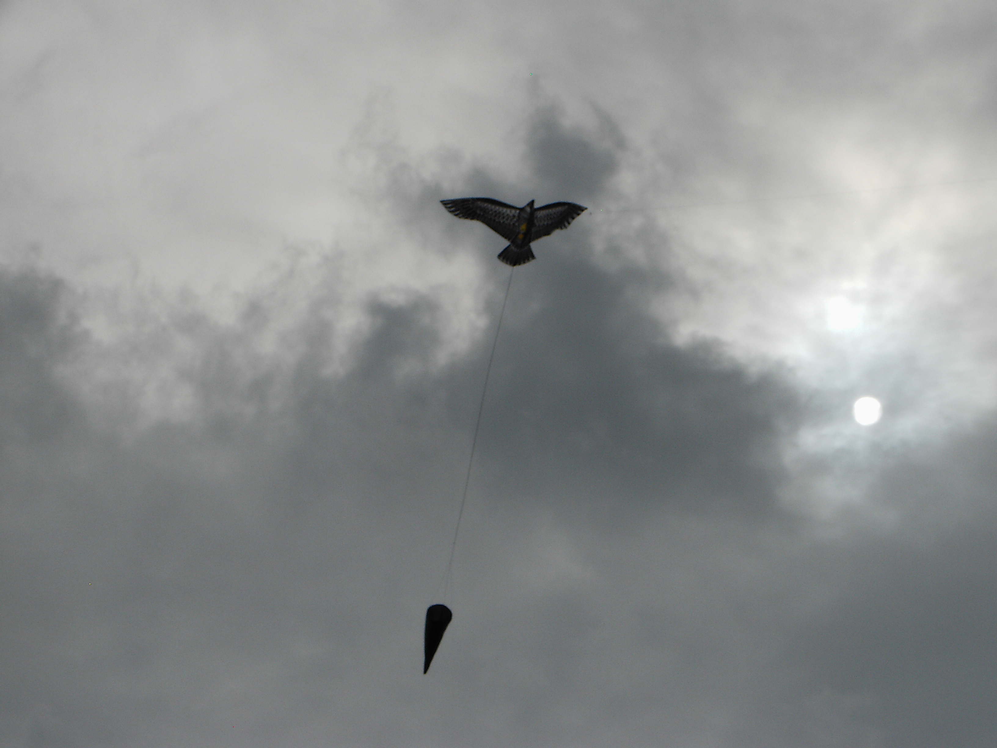 Eagle with cone.