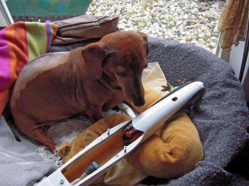 Een lamme F5B mascotte... 8 lentes jong... dat 'ding' in haar mand vond ze overigens maar niets... help, mijn baasje heeft een hobby...