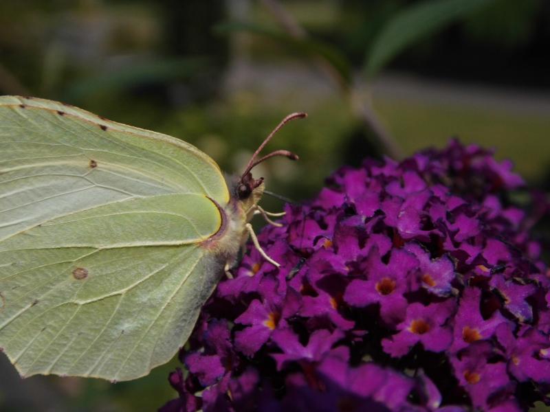 macro foto zelf gemaakt