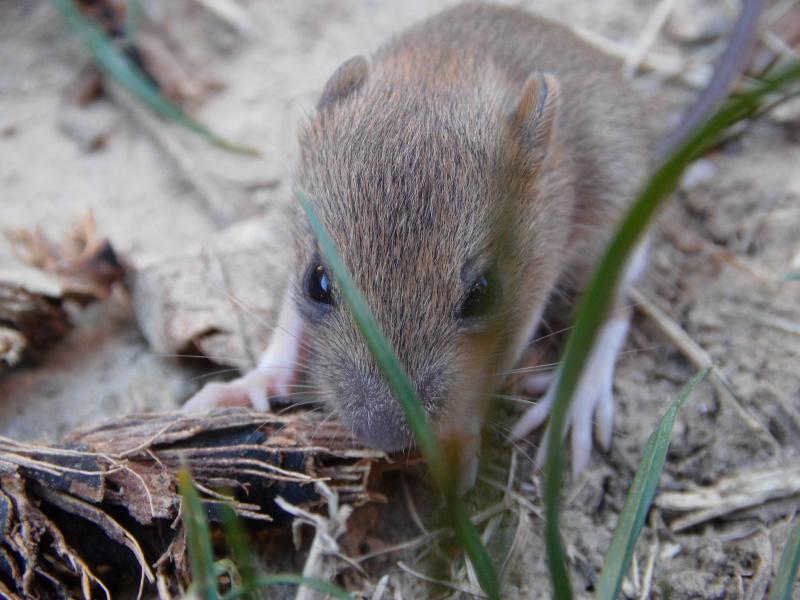 muis in frankrijk