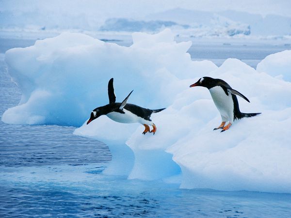 Penguin