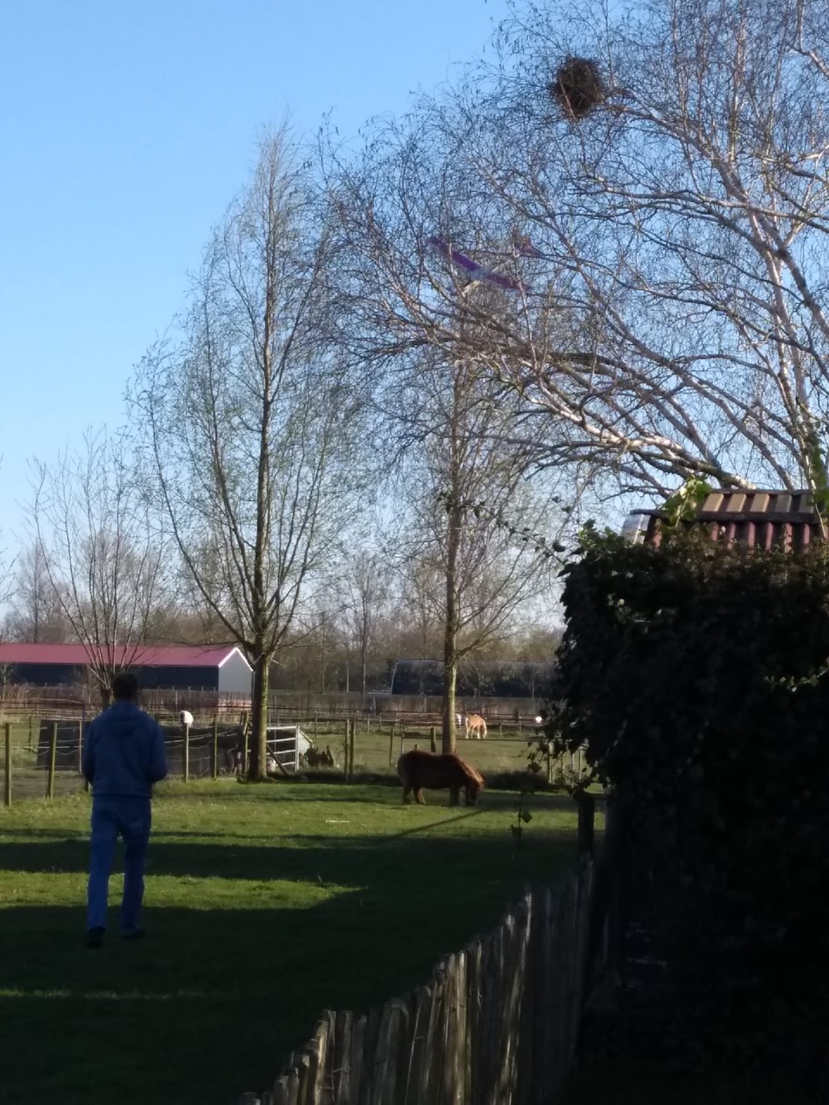 Red Eagle in de boom