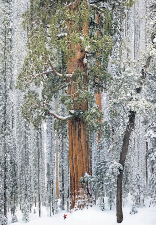 Sequoia 1