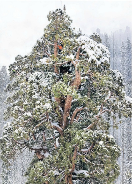 Sequoia 2