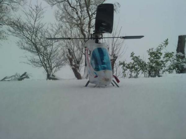 snow bee