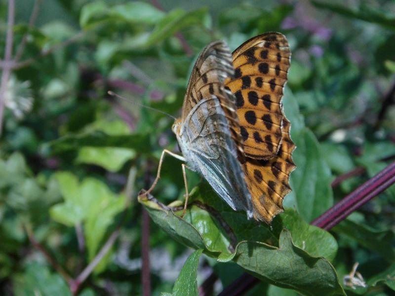 vlinder in Frankrijk